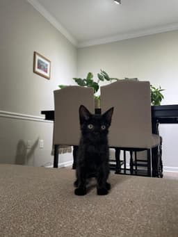 Lulu image 2