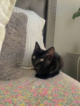 Lulu image 3