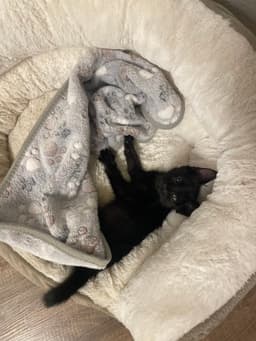 Lulu image 4