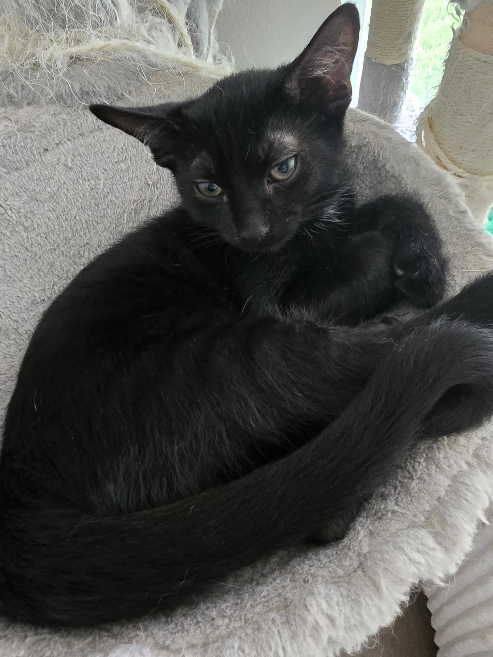 Static Shock - Domestic Short Hair