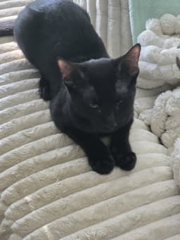 Luci image 2