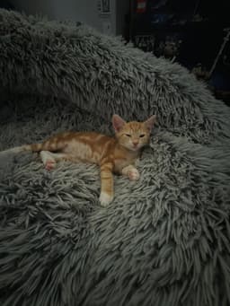 Tangerine image 1
