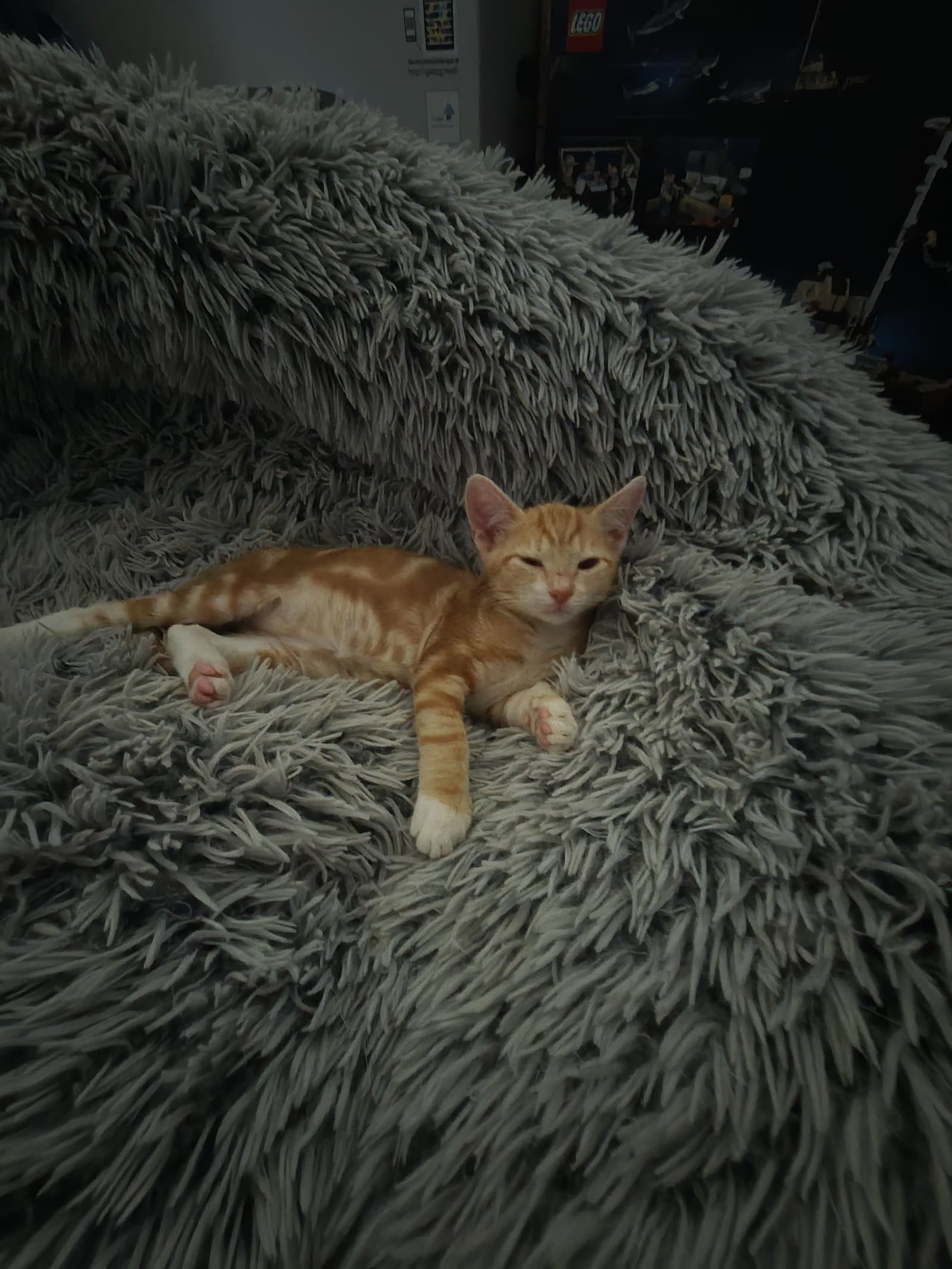 Tangerine - Domestic Short Hair