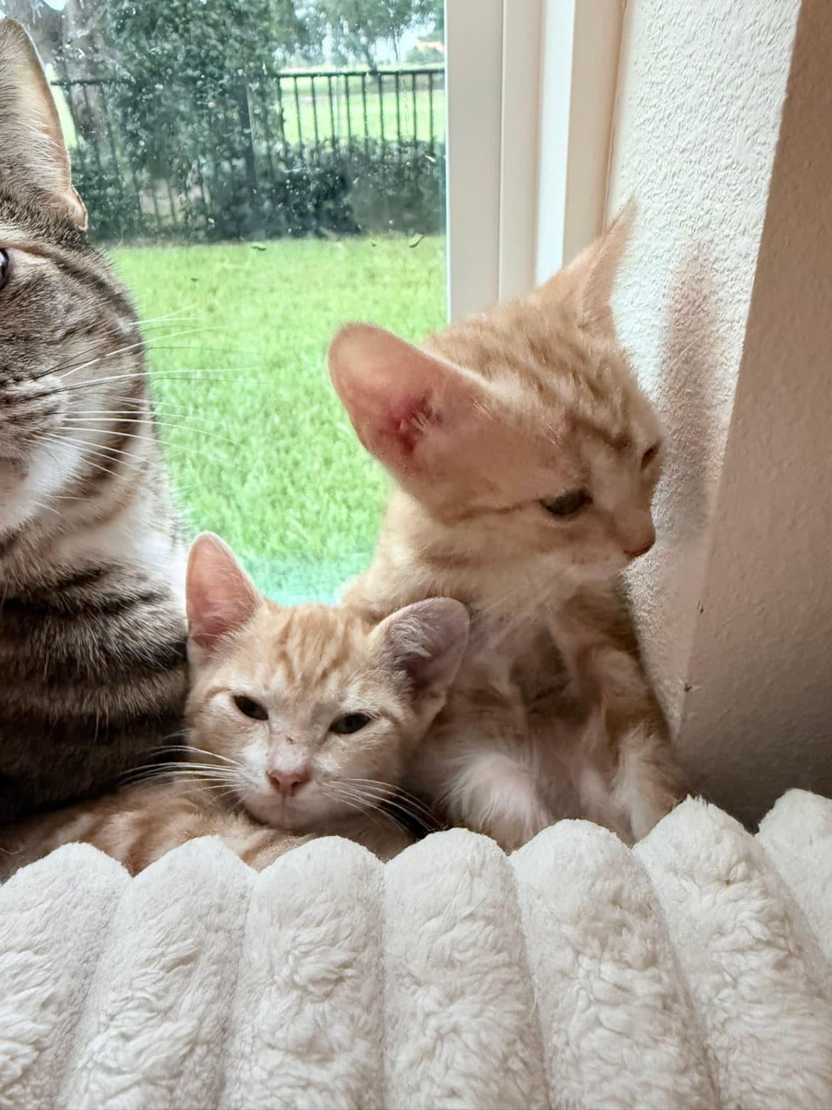 Clementine - Domestic Short Hair