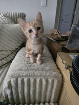 Clementine image 2