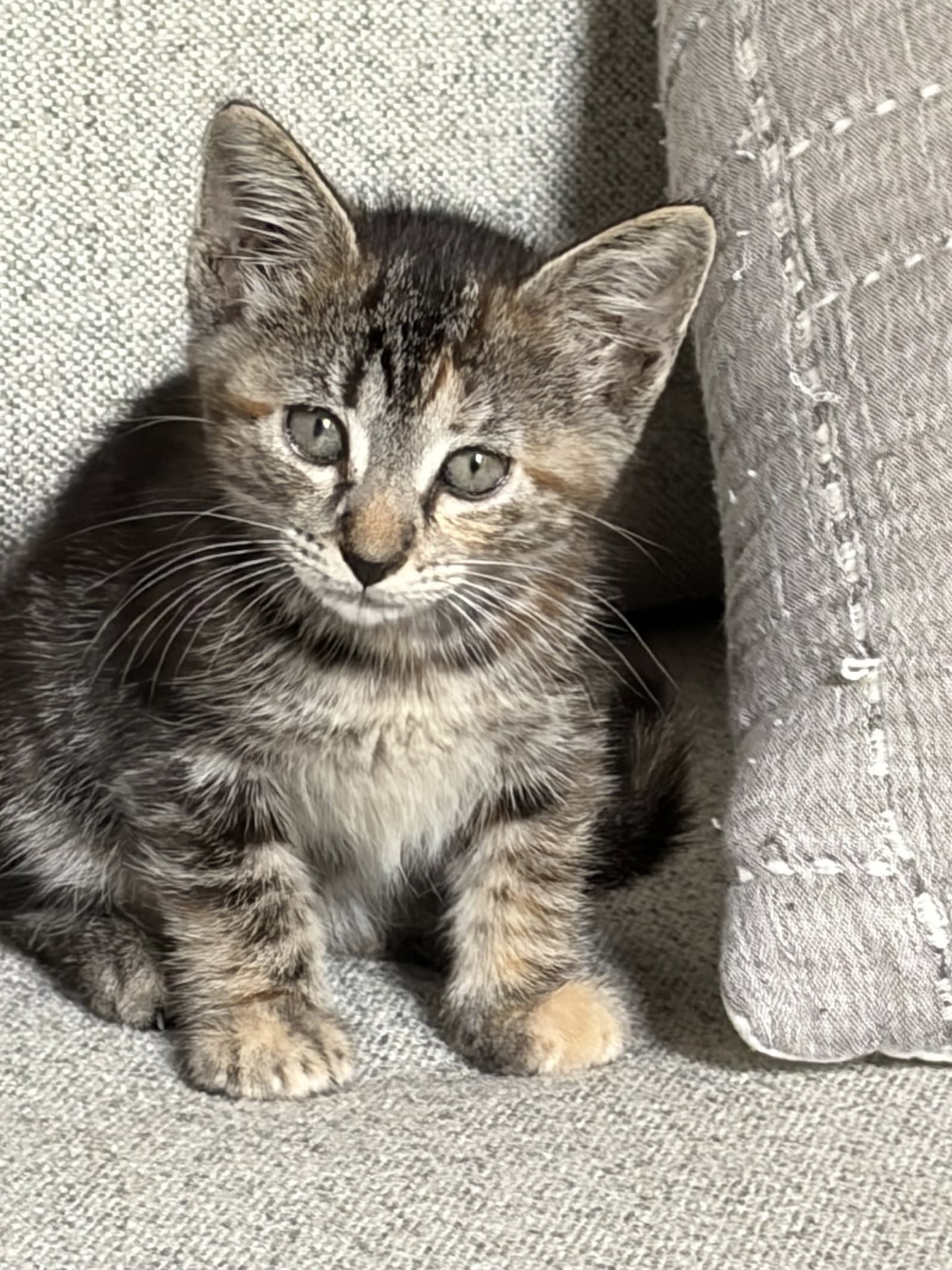 Boomer - Domestic Short Hair