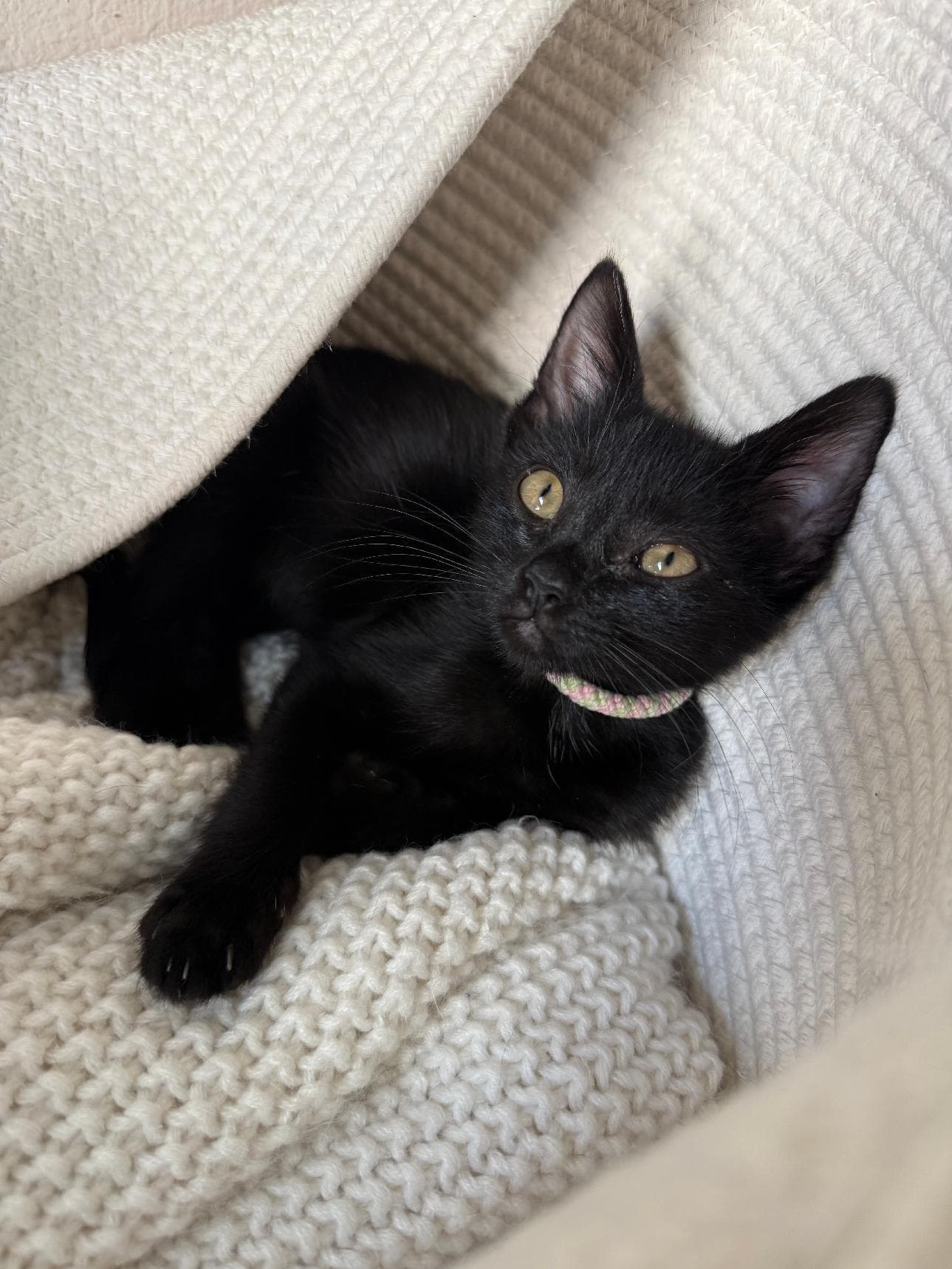 Opal - Domestic Short Hair