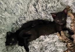 Onyx image 2