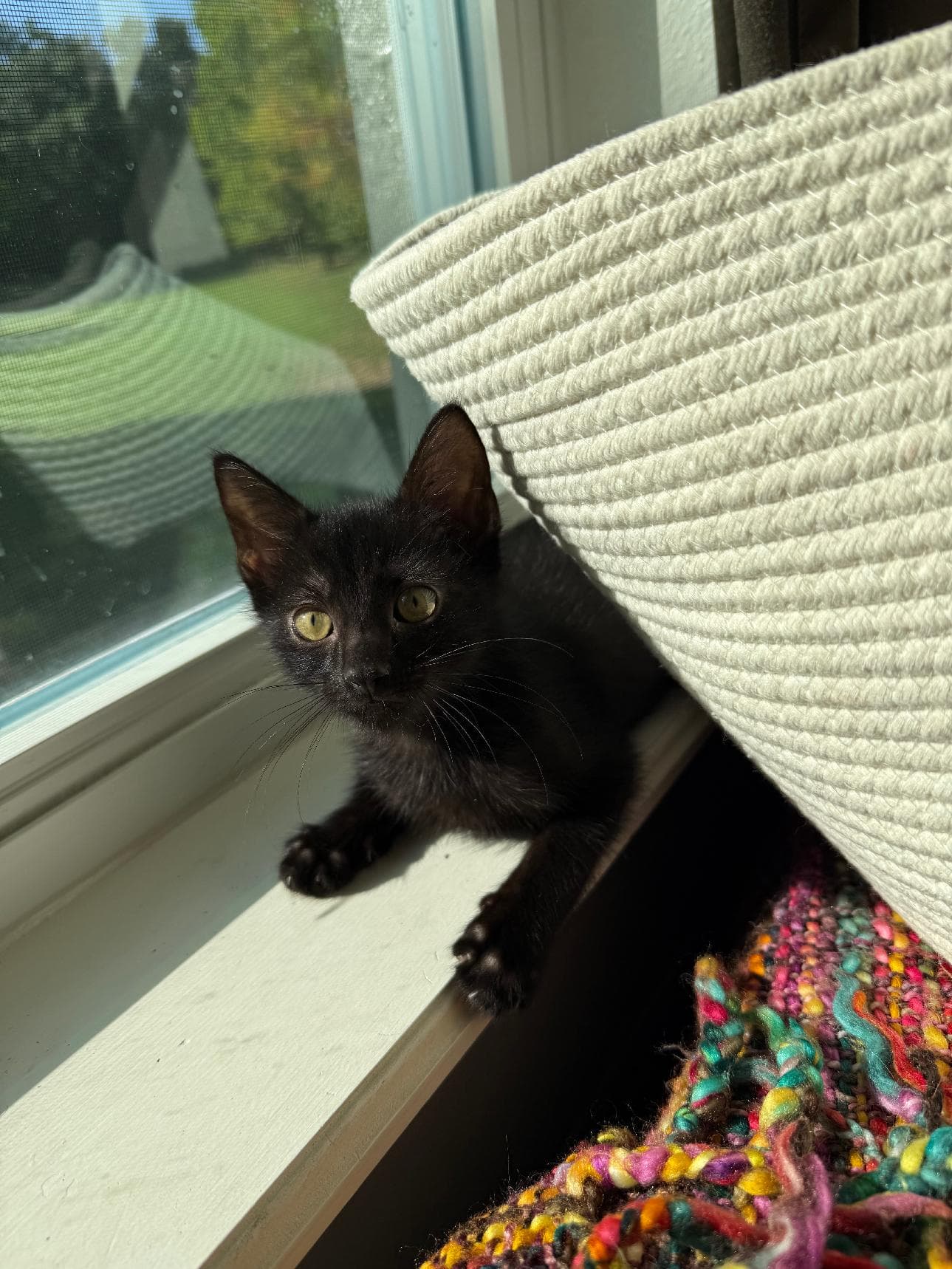 Onyx - Domestic Short Hair