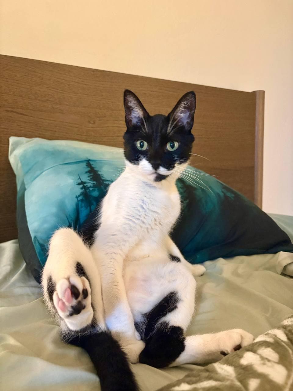 Oreo - Domestic Short Hair