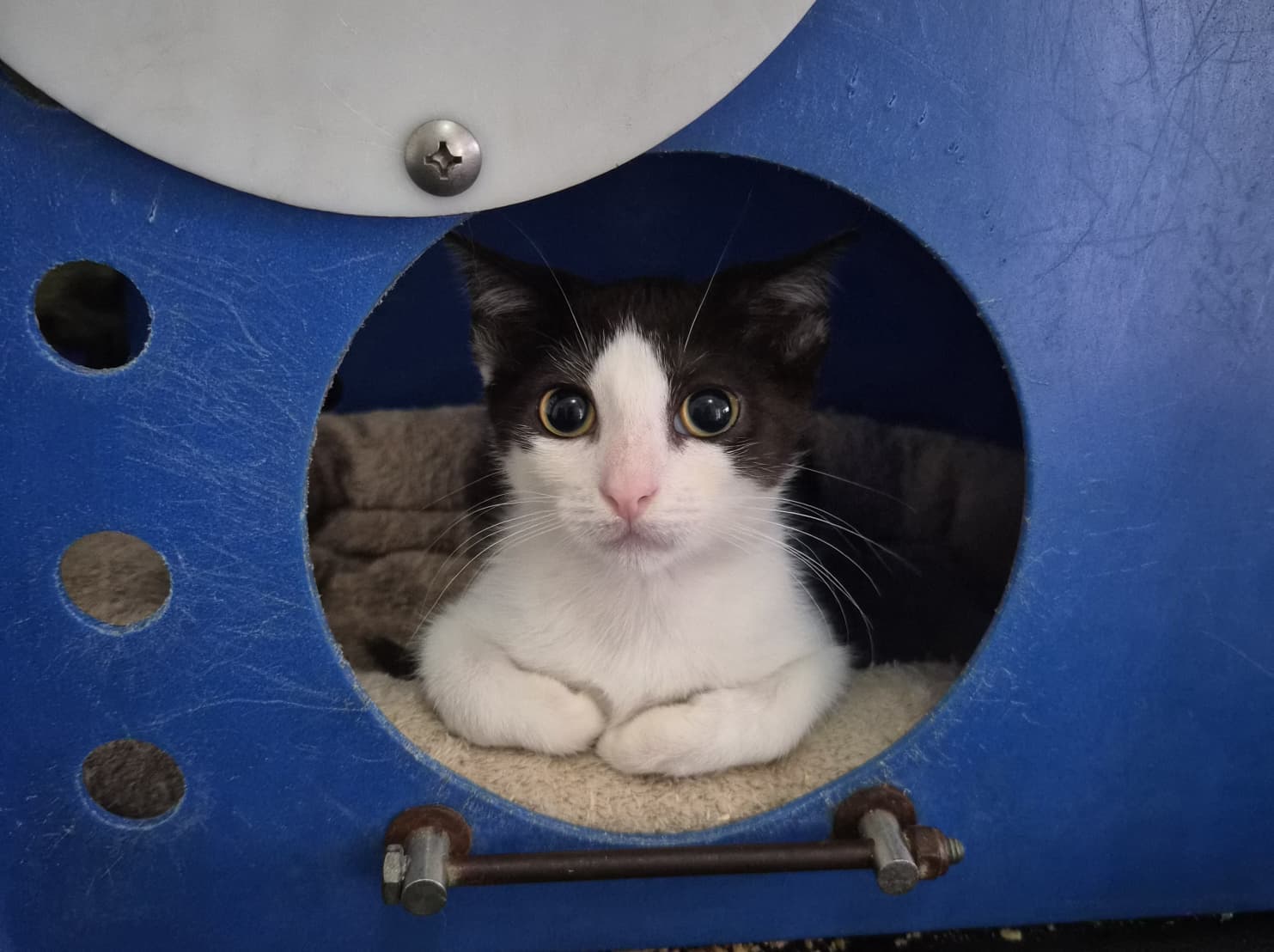 Morrigan - Domestic Short Hair