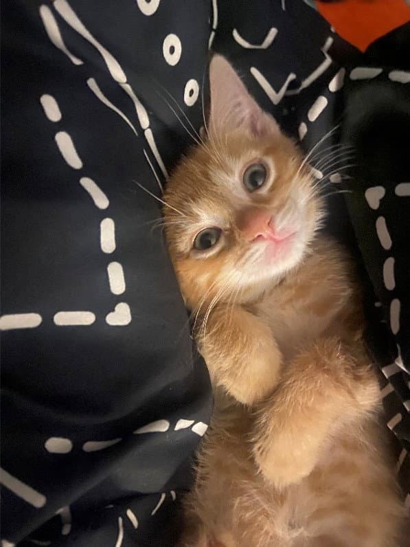 Butterscotch Cookie - Tabby