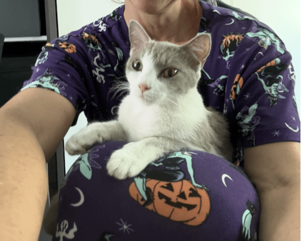 Cloud - Domestic Short Hair