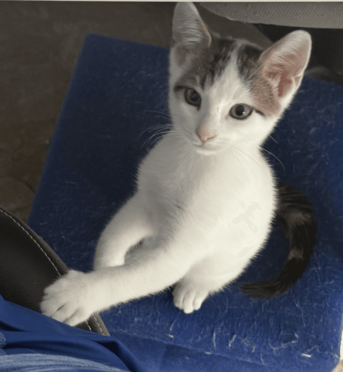 Storm - Domestic Short Hair