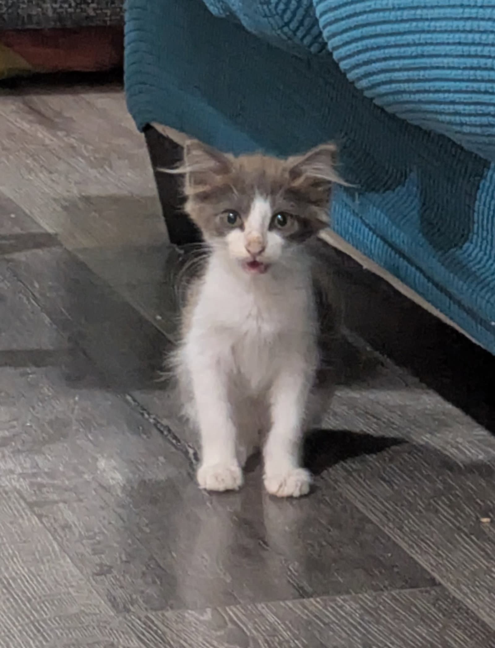 Aang - Domestic Medium Hair