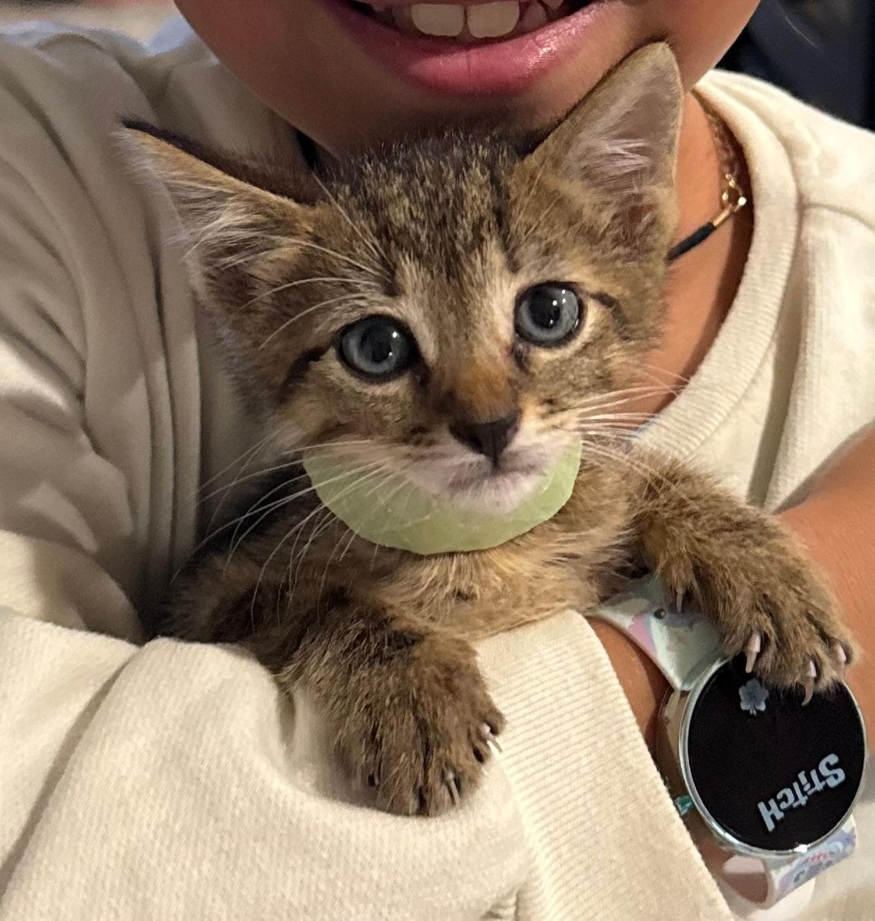 Clover - Tabby