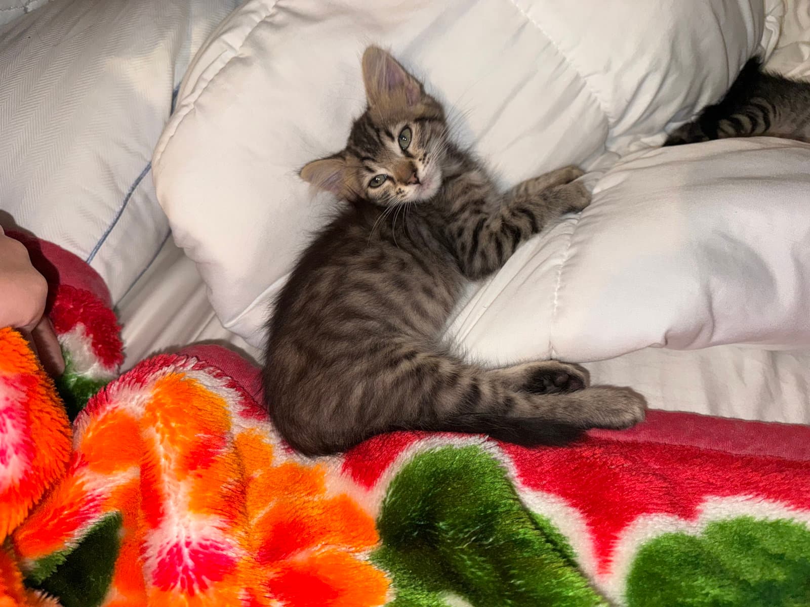 Clementine - Domestic Short Hair