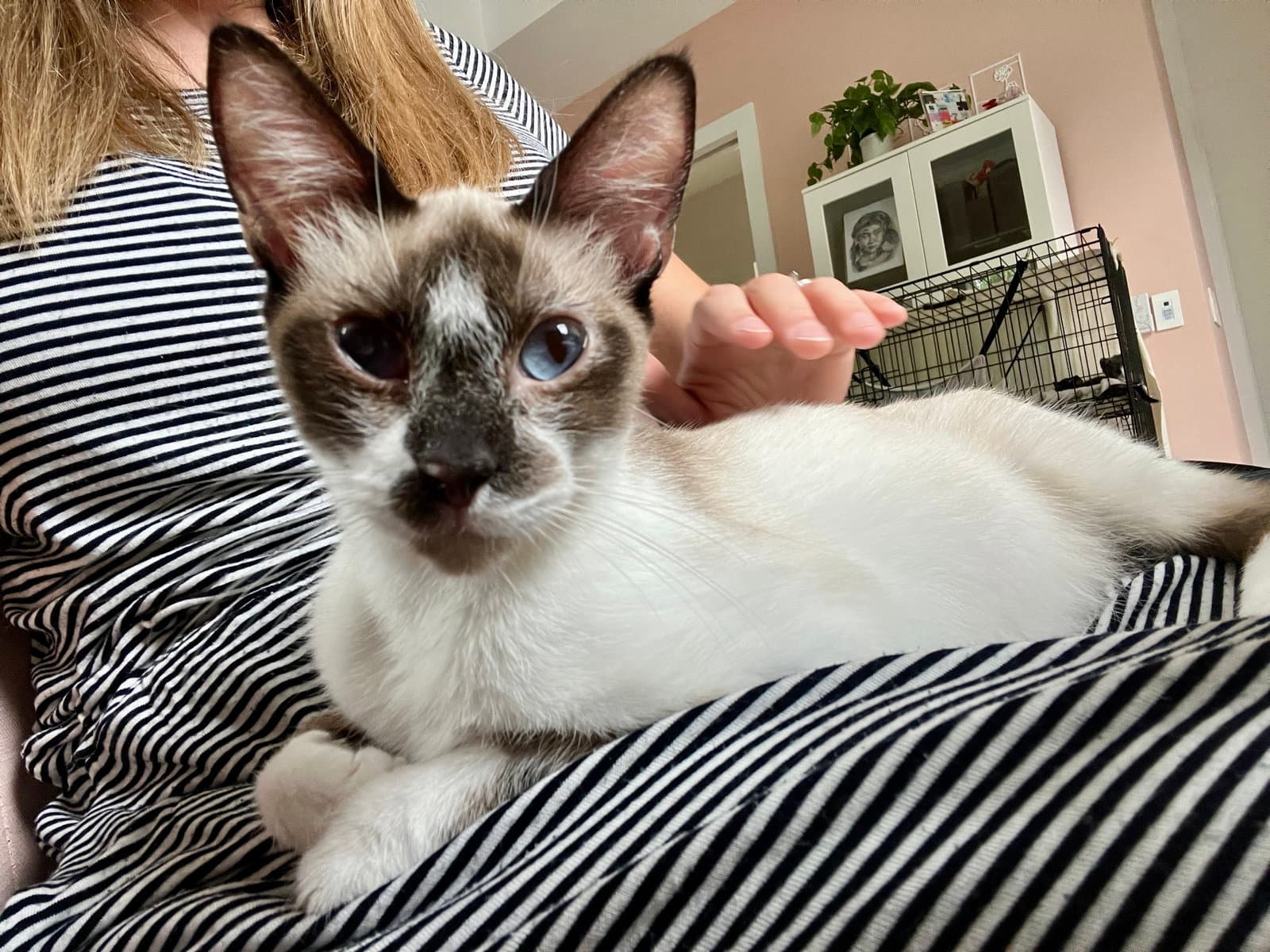 Coconut - Siamese
