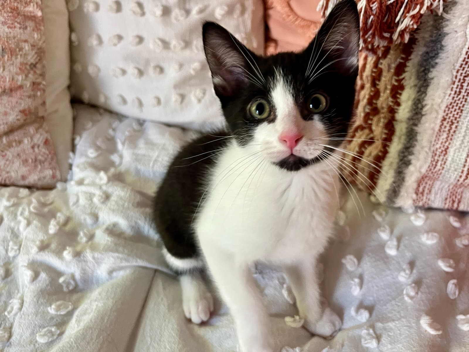 Sunny - Tuxedo