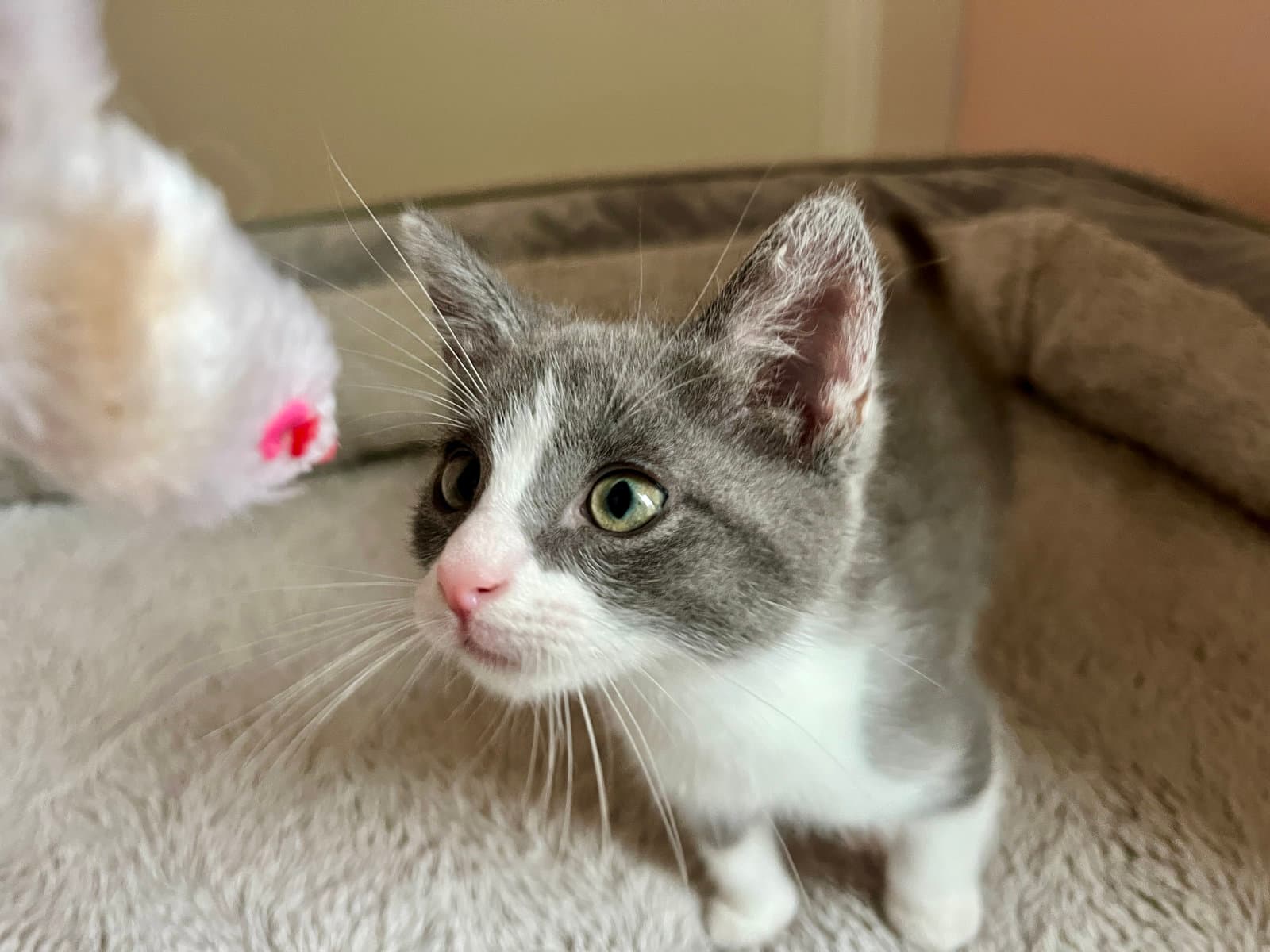 Bimini - Domestic Medium Hair
