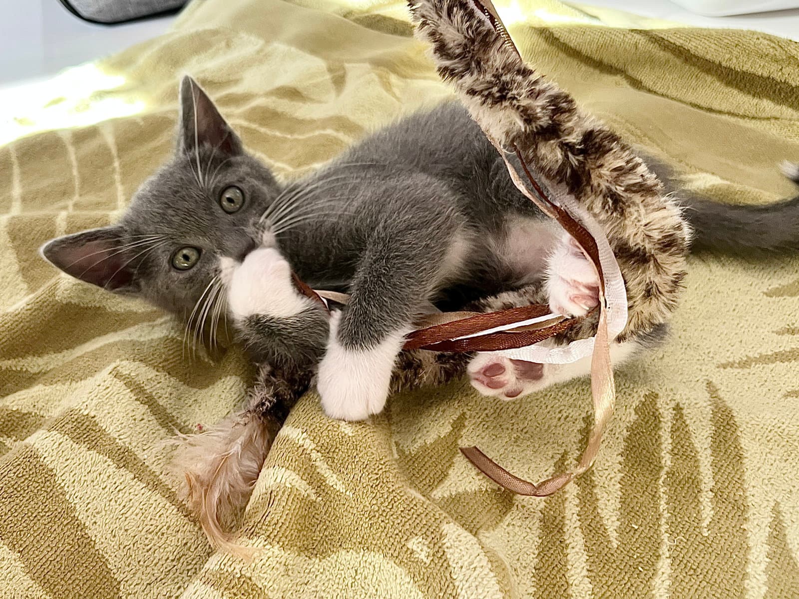 Sandy - Domestic Short Hair