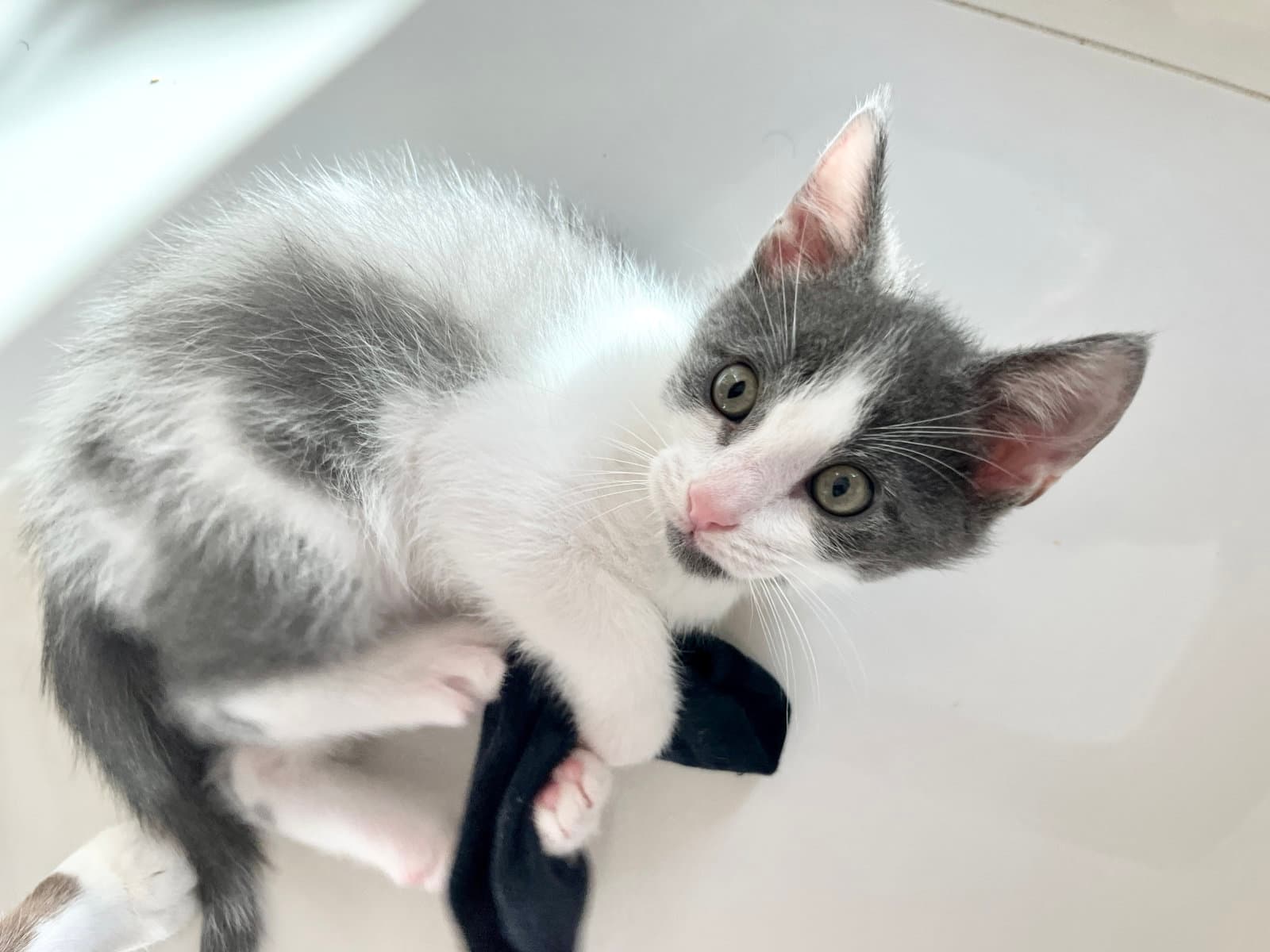 Tyde - Domestic Short Hair