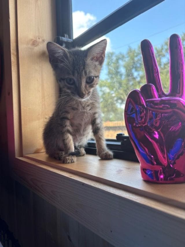 Jimmy - Tabby