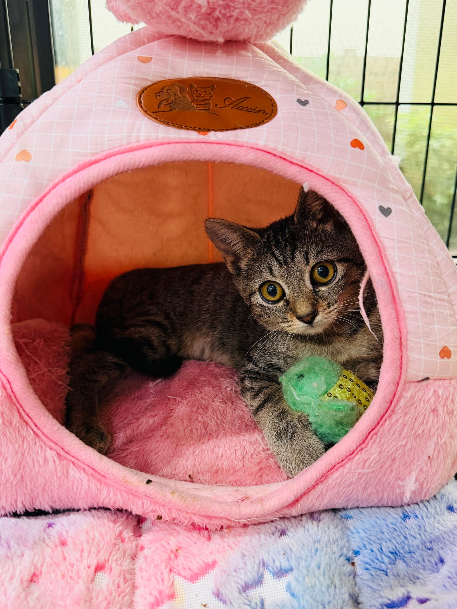Maisie - American Shorthair
