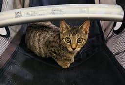 Maisie image 3