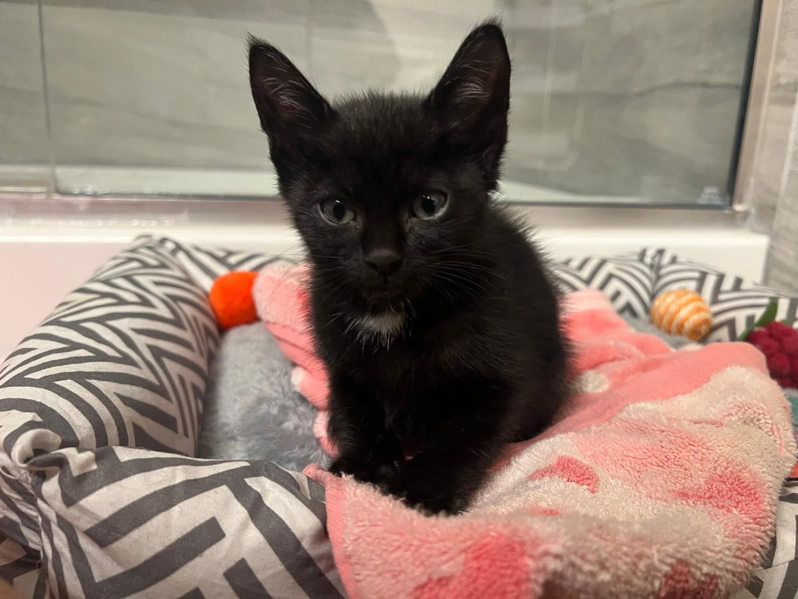 Reeses - Domestic Short Hair