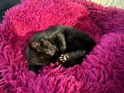 Reeses image 2