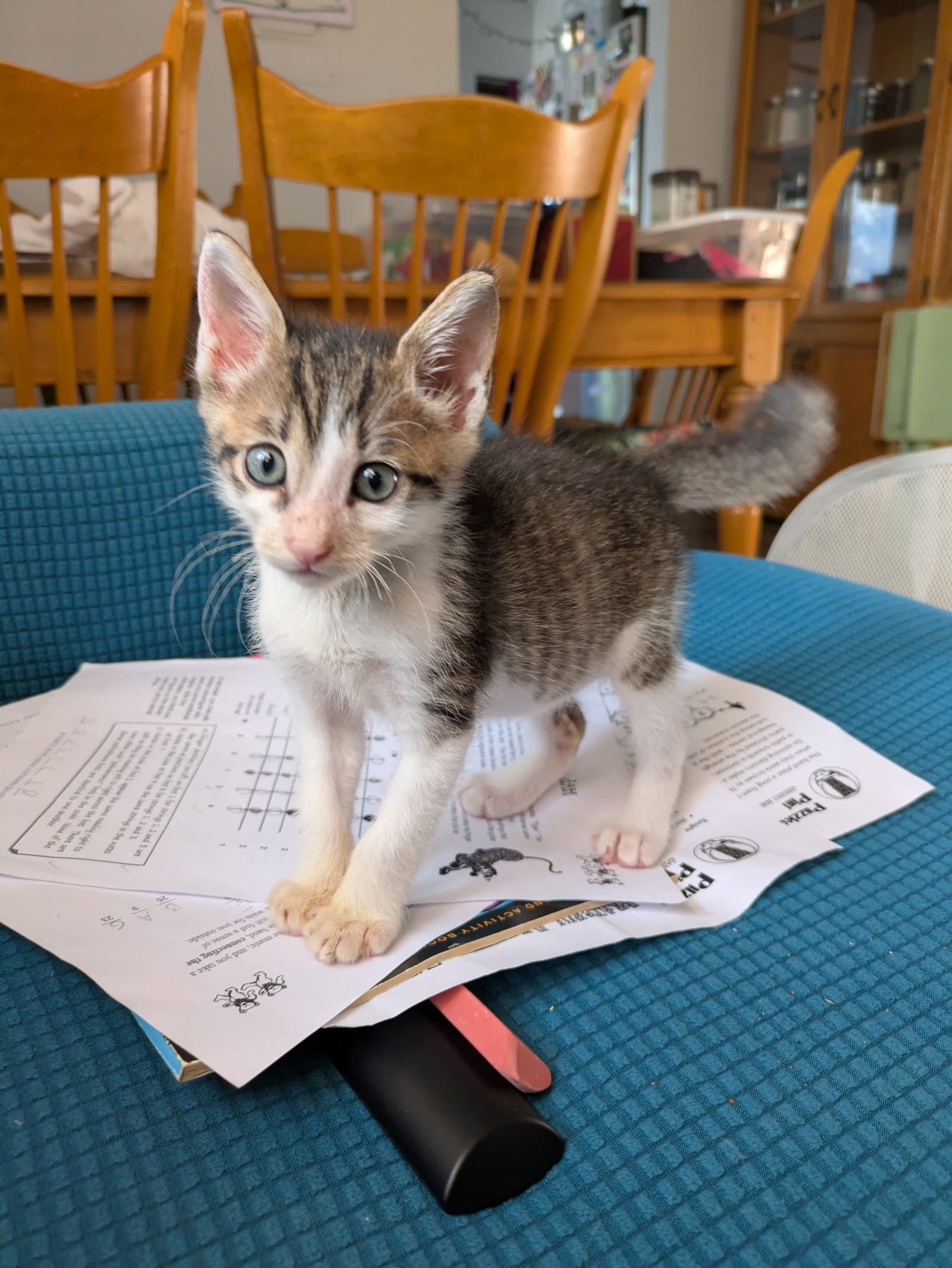 July - Domestic Short Hair