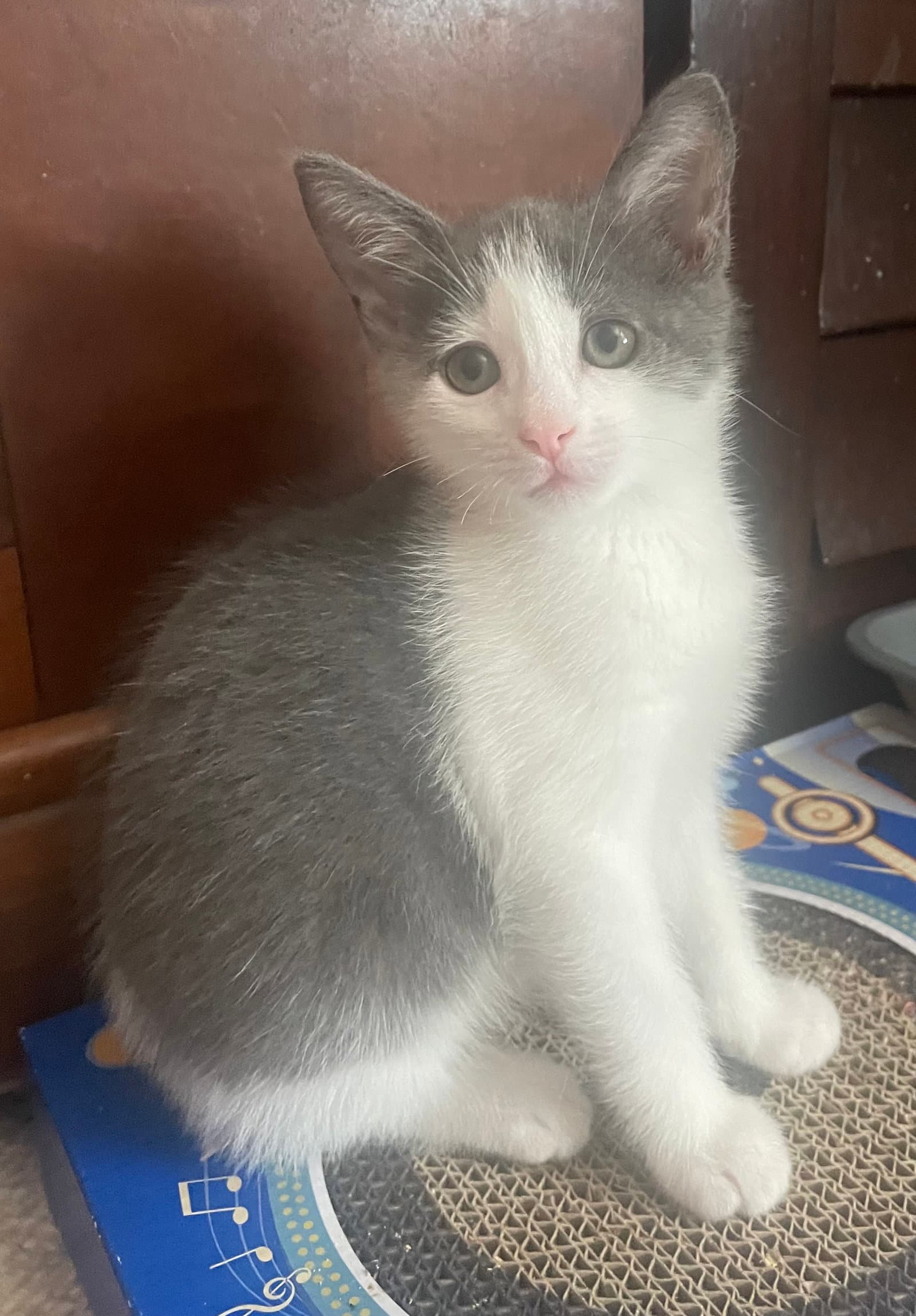 Marbles - American Shorthair
