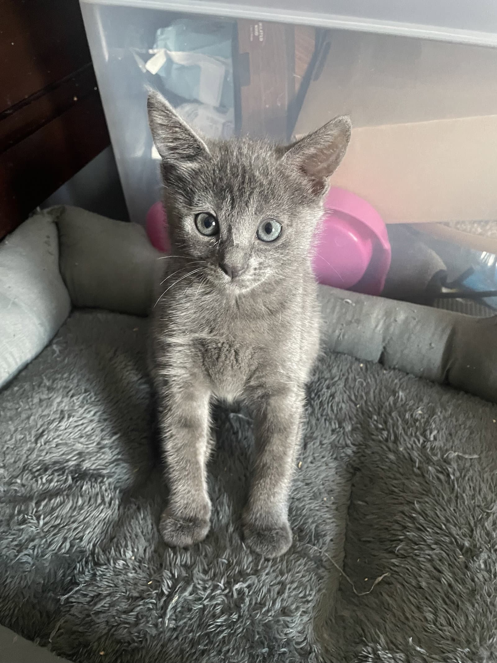 Jj - American Shorthair