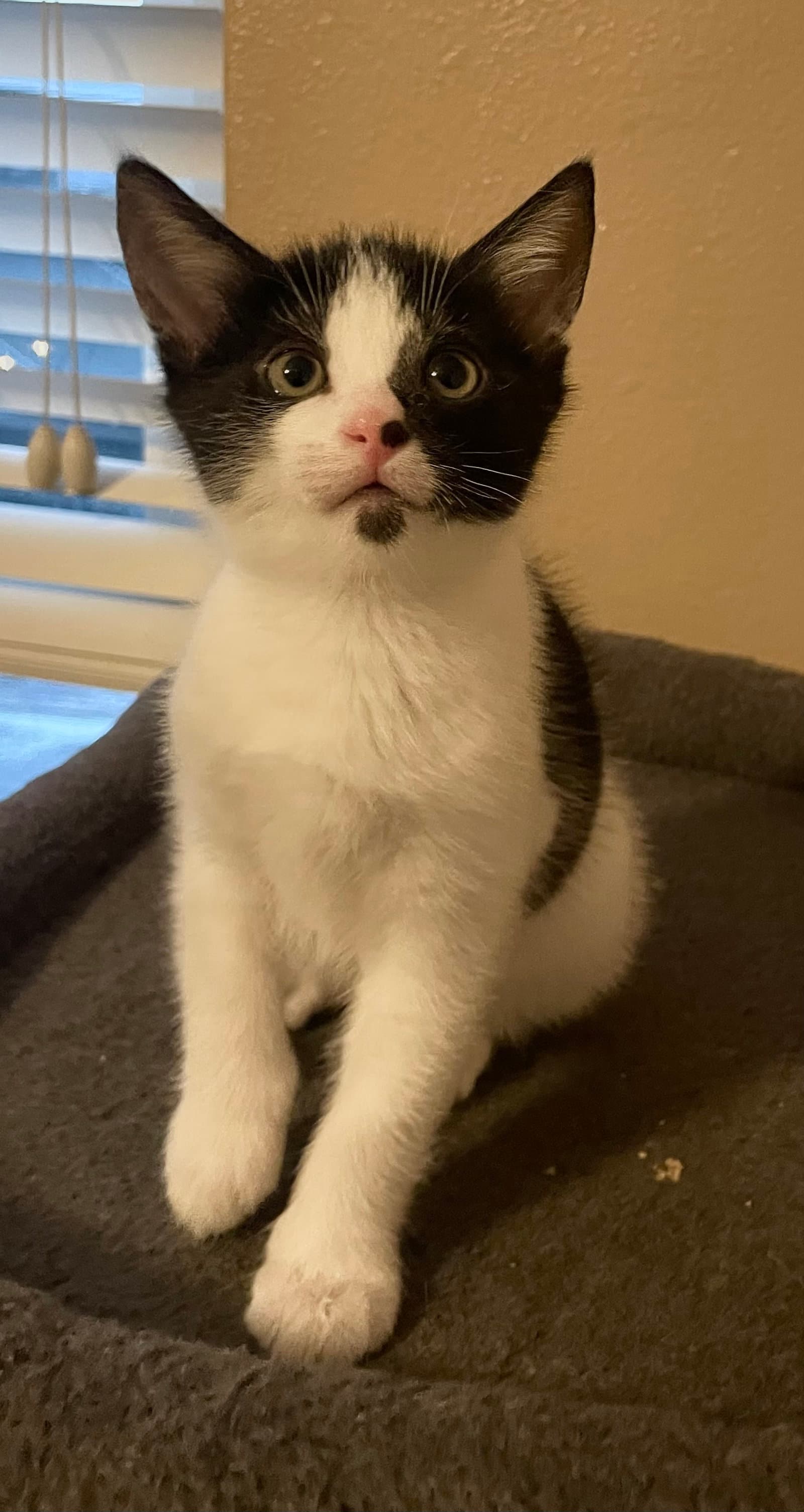 Kyle - American Shorthair