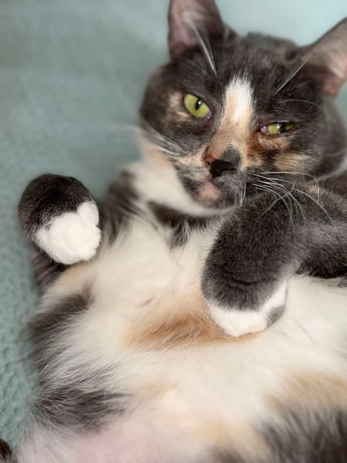 Helen - Tortoiseshell