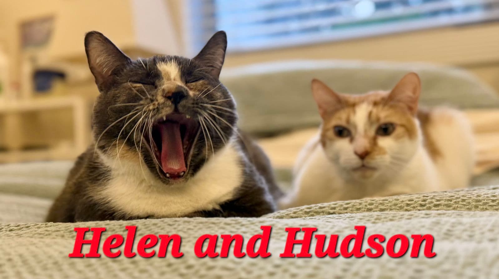 Hudson - Domestic Short Hair