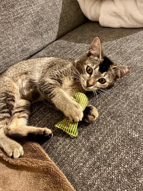 Sprite - Domestic Short Hair