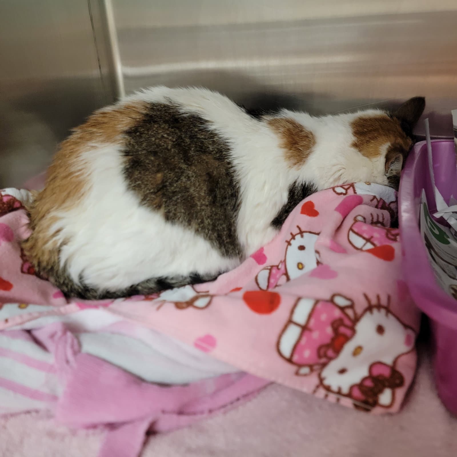 Shelley - Calico