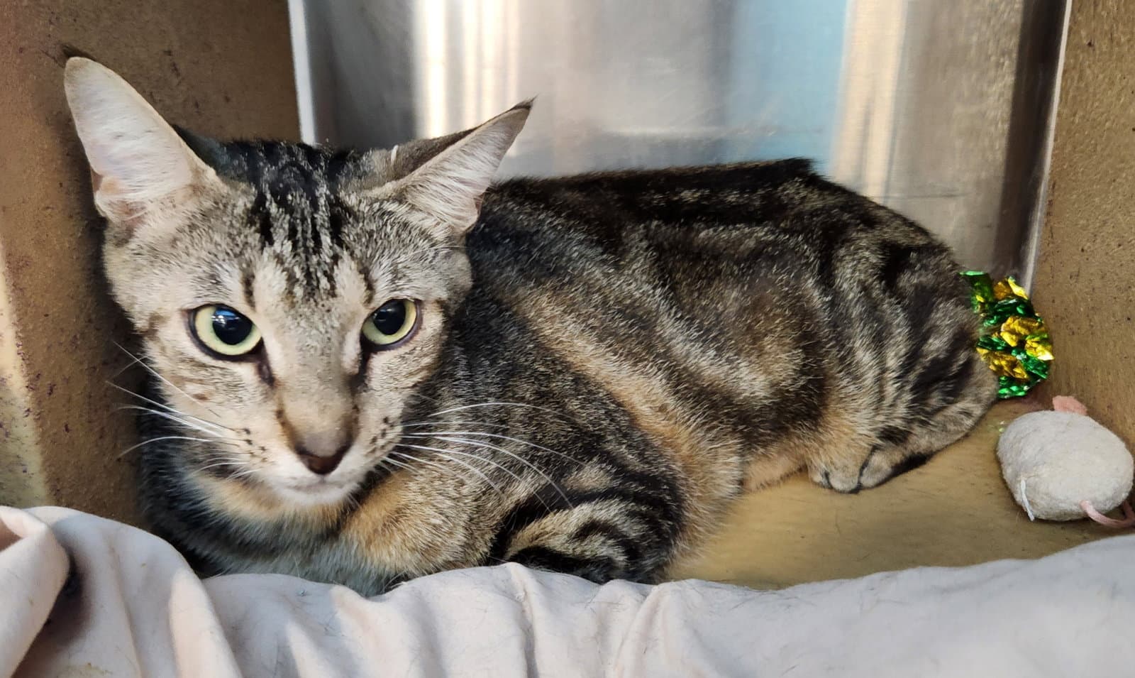 Monica - Tabby
