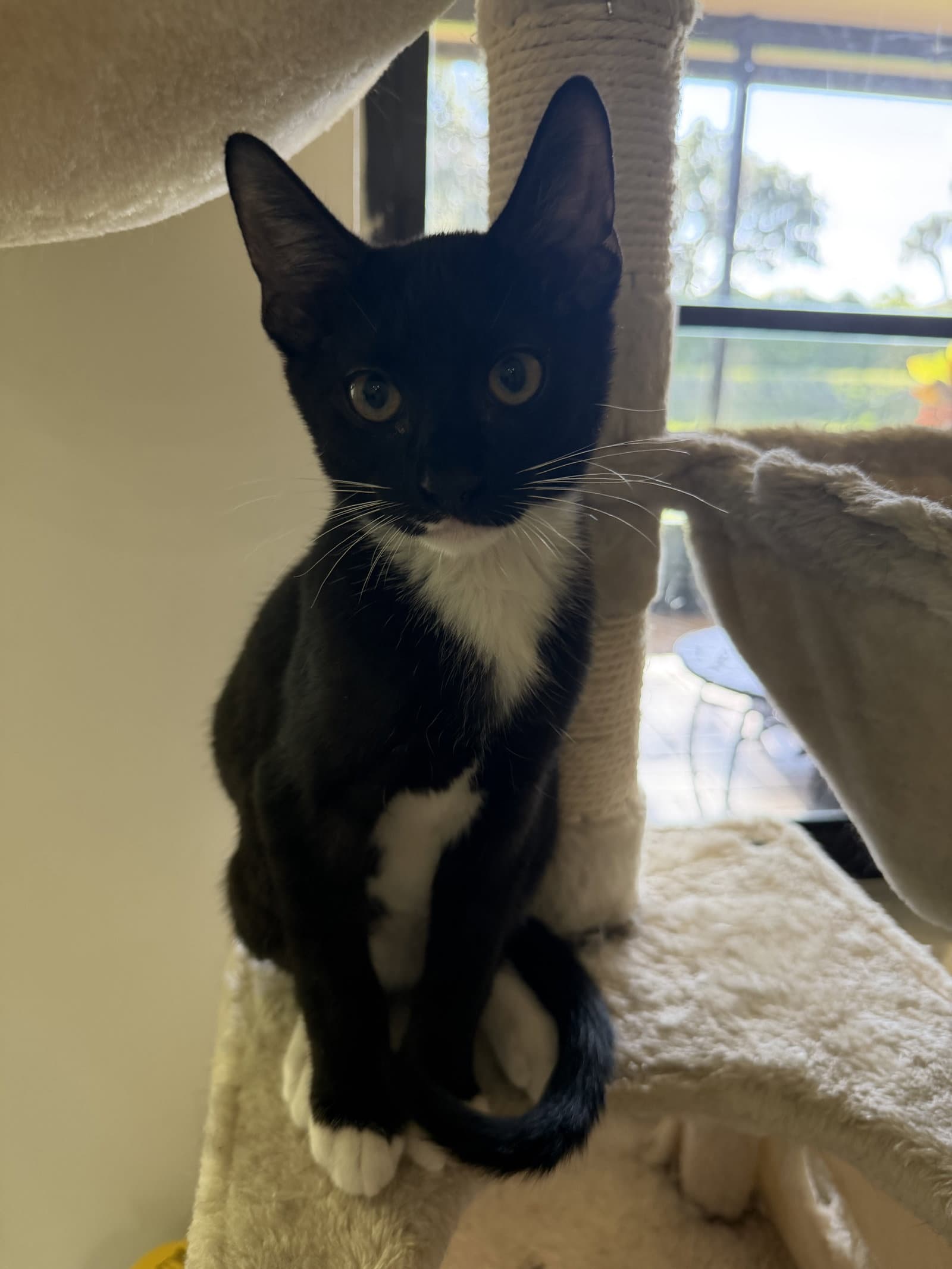 Bowie - Domestic Short Hair