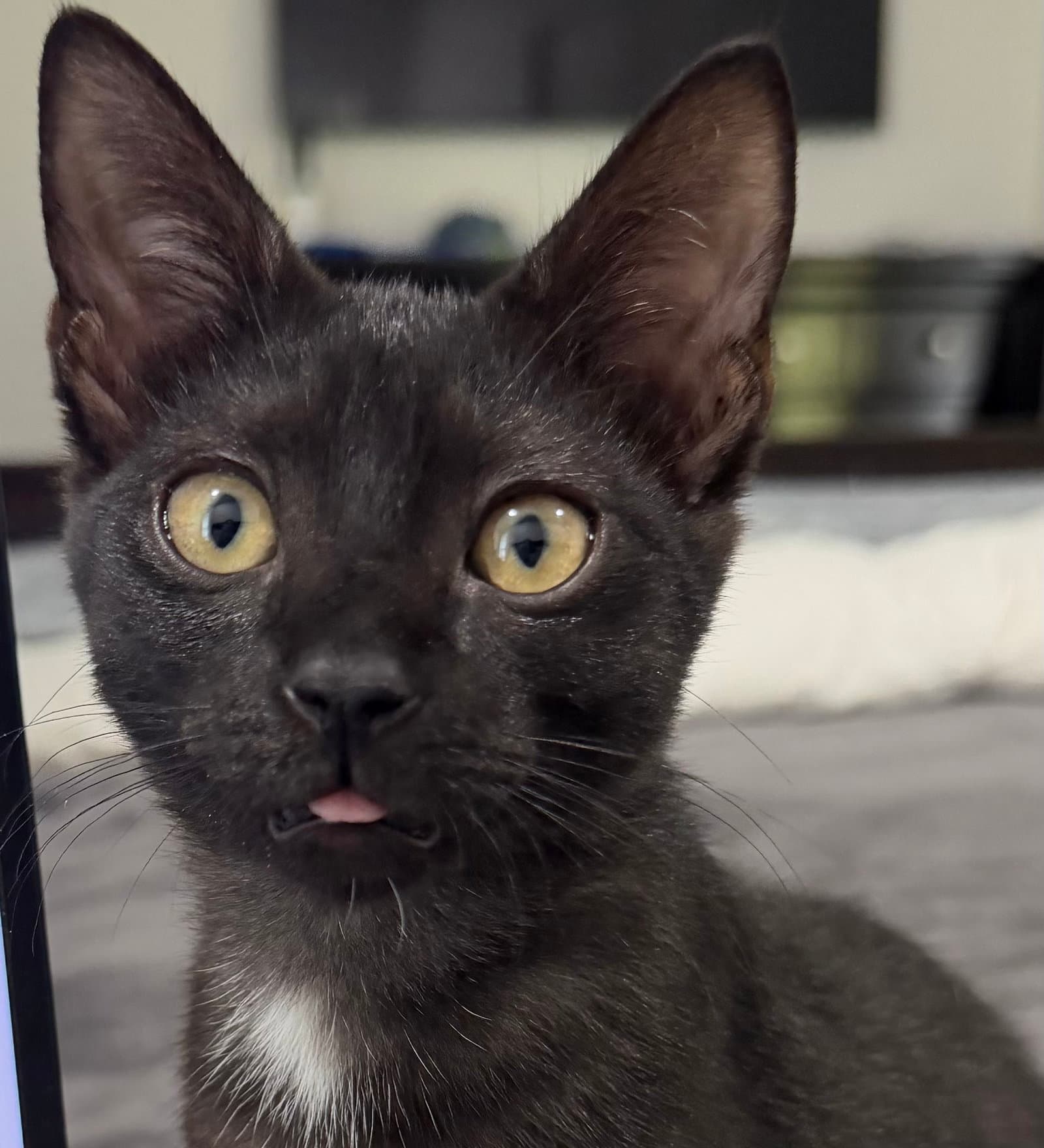 Bonnie - Domestic Short Hair