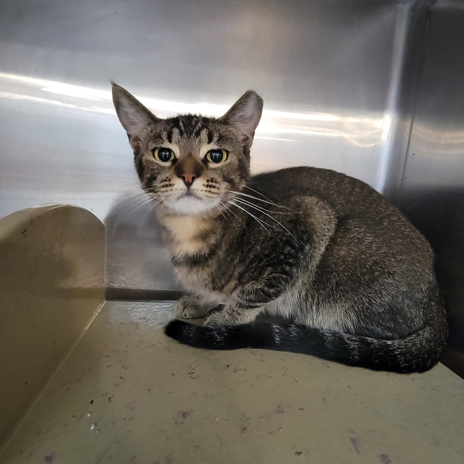 Sersei - Domestic Short Hair