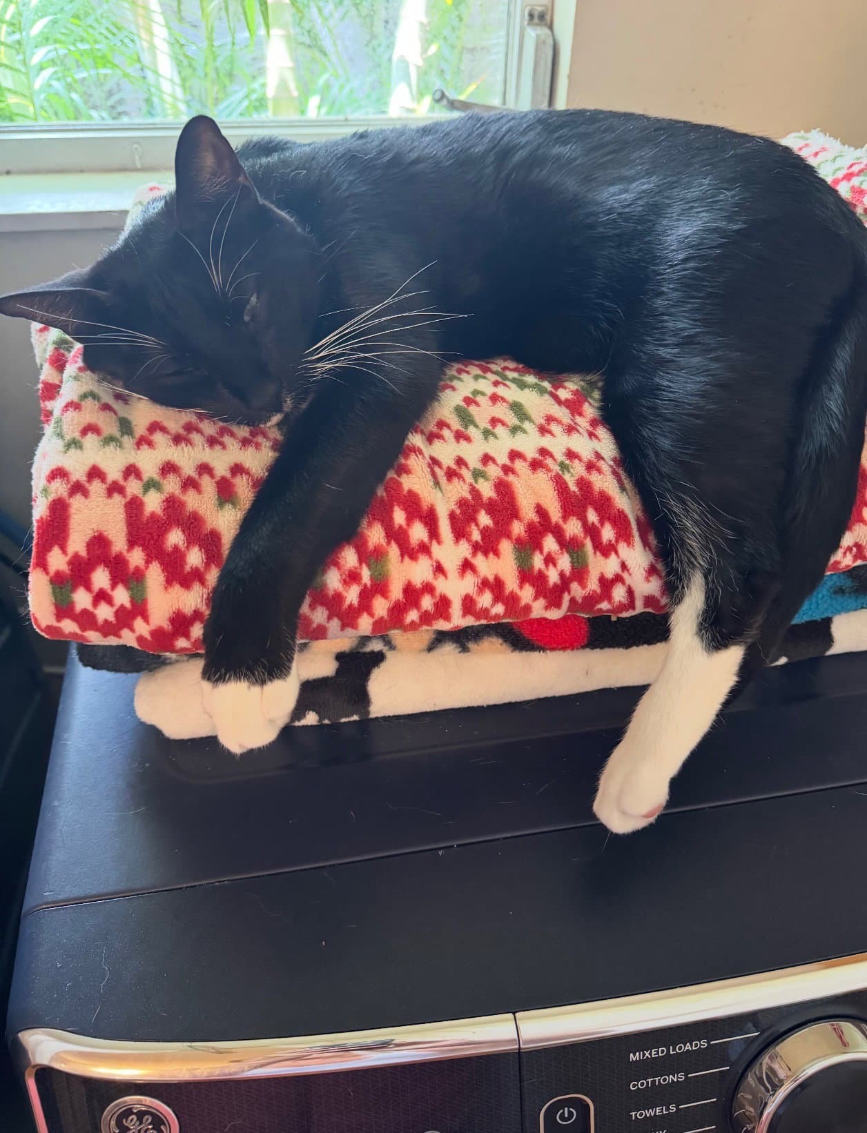 Lenny - Tuxedo