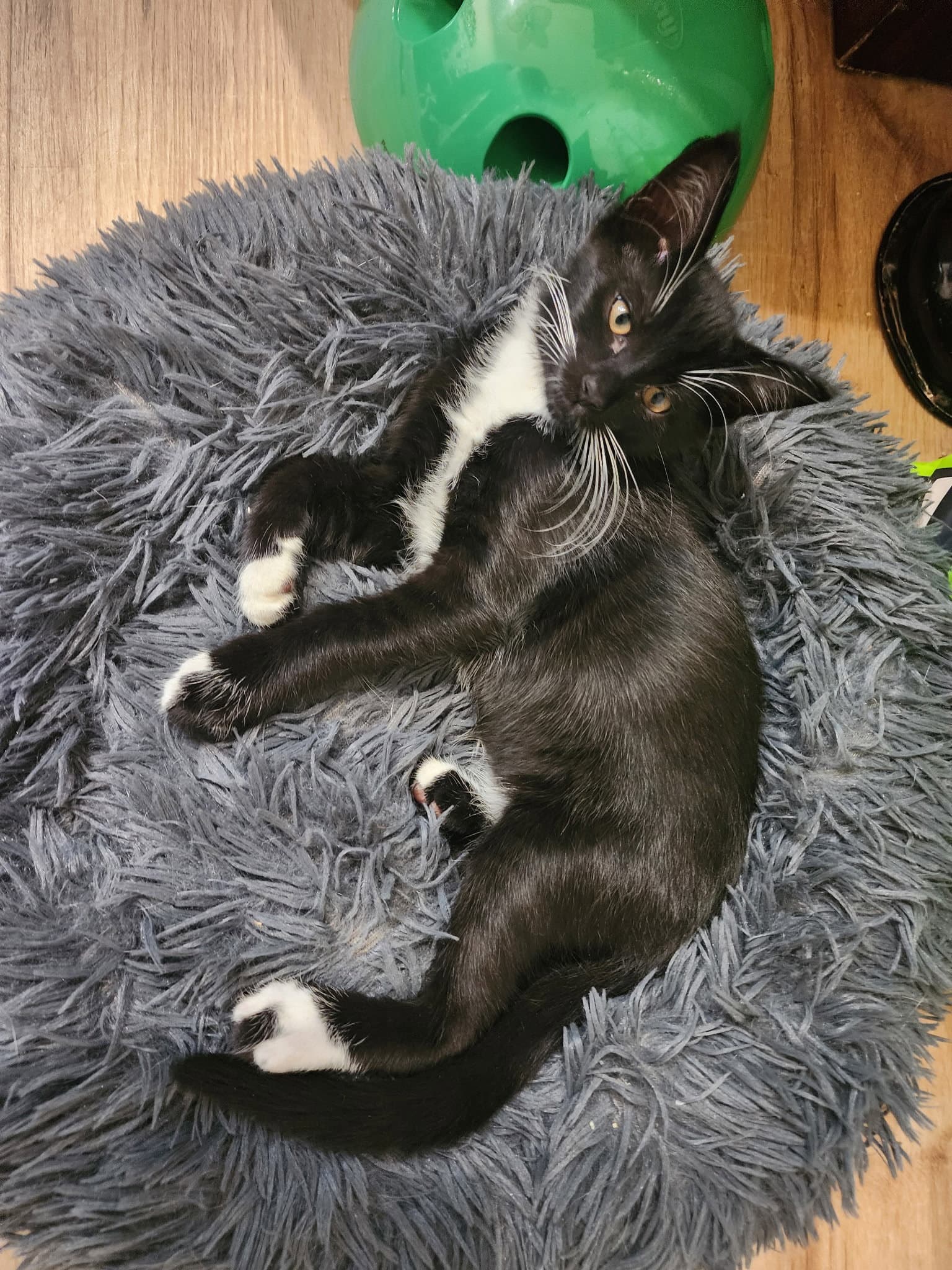 Prescott - Tuxedo