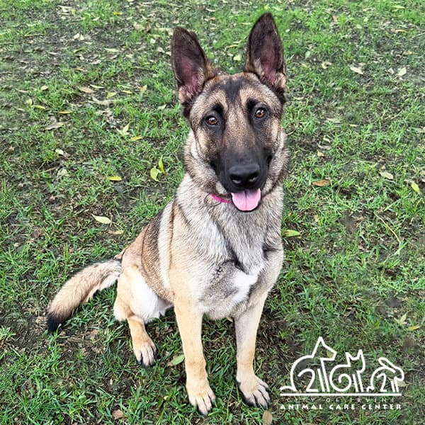 Saphira - German Shepherd Dog