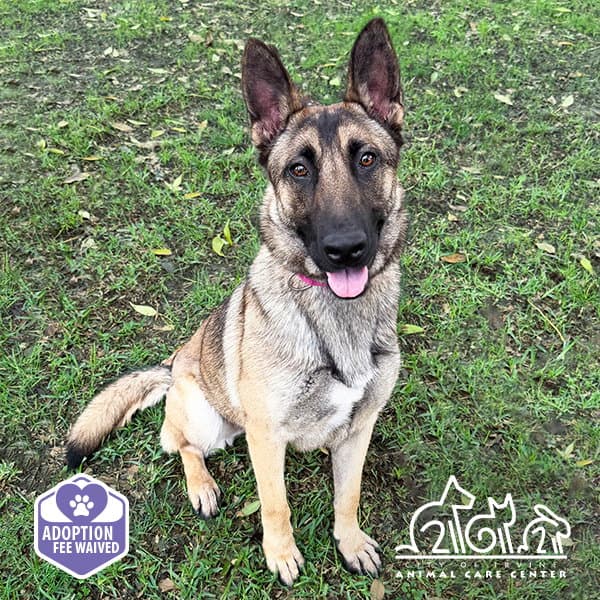 Saphira - German Shepherd Dog