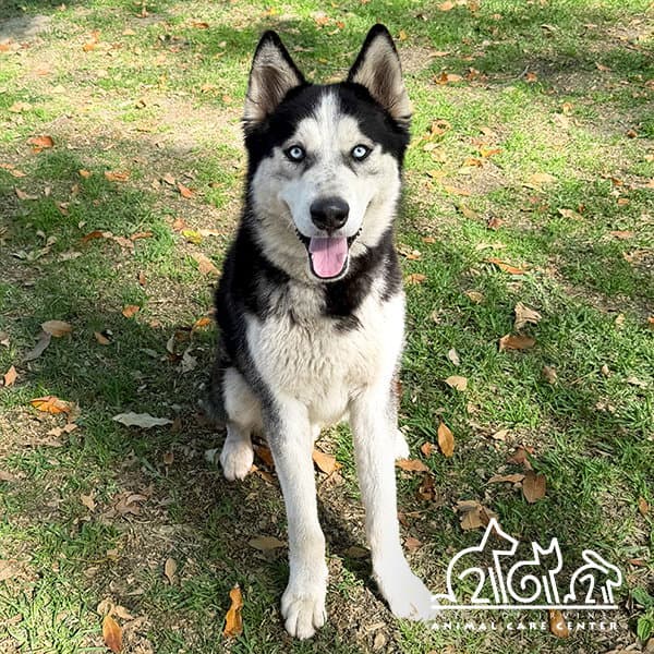 Glacier - Siberian Husky