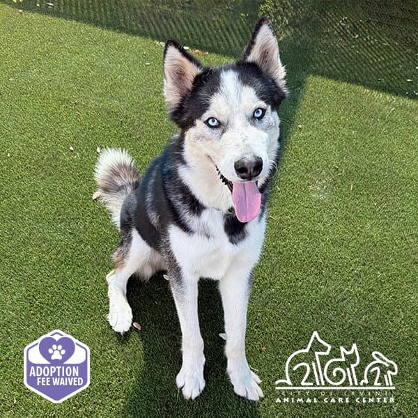 Glacier - Siberian Husky