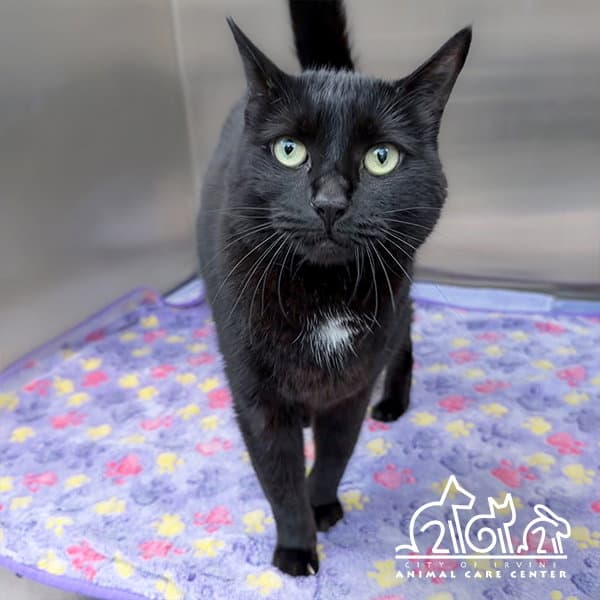 Laila - Domestic Short Hair